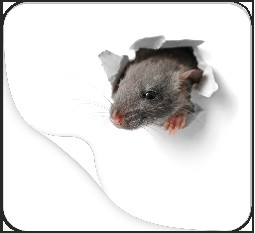 4002871466547 - Bild 2.png