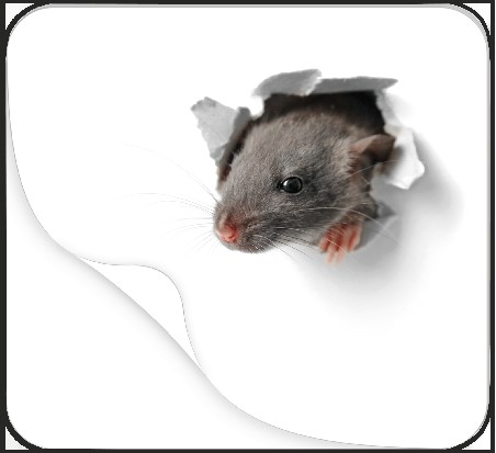4002871466547 - Bild 2.png